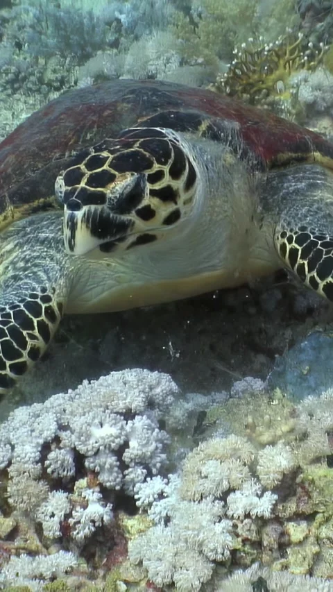 Exploring a hawksbill turtle's realm in the depths of the red sea Video stock 312281733