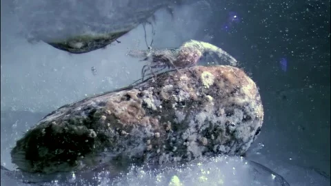 Exploring hidden life of shrimp beneath Arctic ice in the White Sea Video stock 299865696