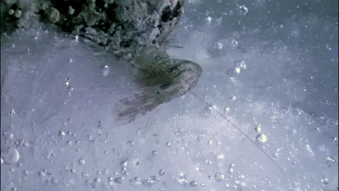 Exploring the hidden life of shrimp beneath Arctic ice in the White Sea Stock Footage 309664777