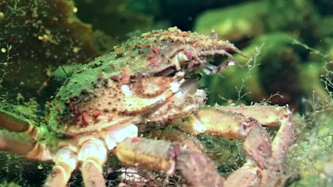 Exploring the hidden life of a spider crab among Arctic seaweed Stock Footage 309987098