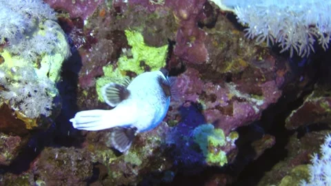 Exploring Hidden Reefs With Curious Starry Pufferfish Stock Footage 327295183