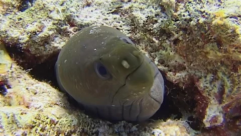 Exploring hidden world of moray eel nestled in coral reef hole of Red Sea Stock-Footage 320385128