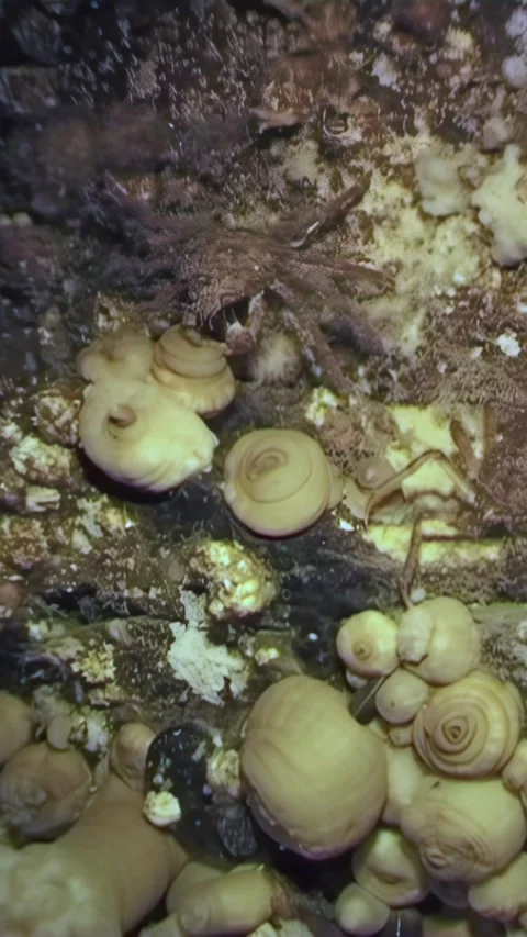 Exploring the hidden world of spider crabs in Arctic waters Stock Footage 320009288