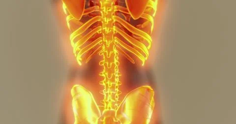 Exploring the human body skeleton and its intricate structure Stock Illustration
