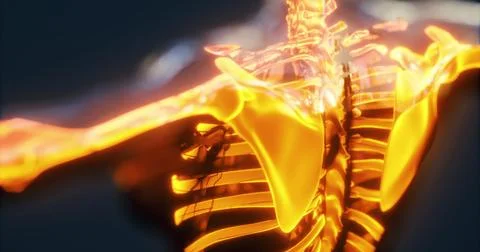Exploring human skeleton anatomy with detailed visual techniques Stock Illustration