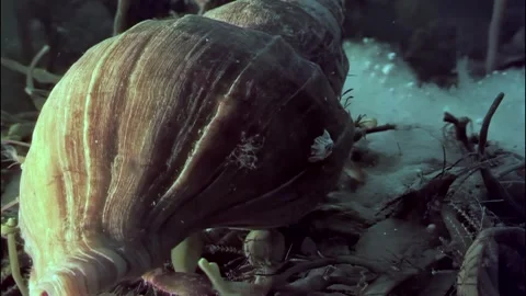 Exploring the icy depths of the Arctic Ocean with curious hermit crabs Stock Footage 299865546
