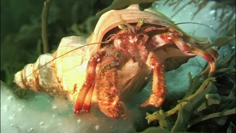Exploring the icy depths: a hermit crab's search for food in Arctic waters Stock Footage 299865587