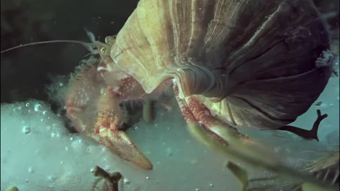 Exploring the icy seabed with a hermit crab in the Arctic Ocean Видео 299403030