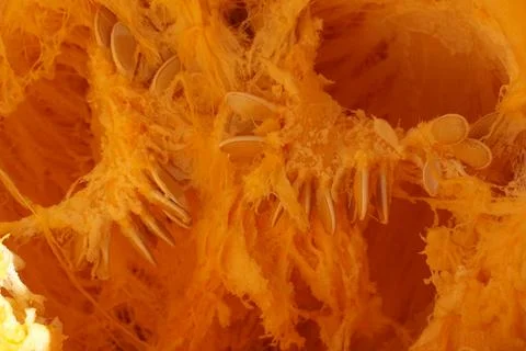Exploring the inside of a pumpkin: seeds and pulp close-up Foto stock