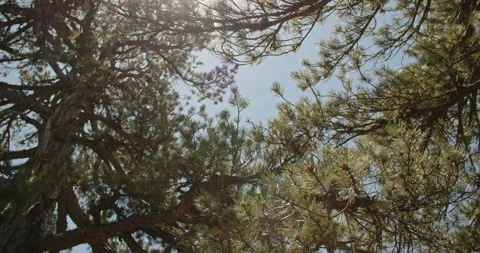 Exploring the Intricacies of Nature: Macro Pine Branches and Needles Stock Footage 250026965