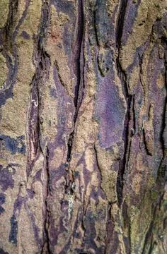 Exploring the Intricate and Beautiful Patterns Found on Textured Tree Bark Stock Photos