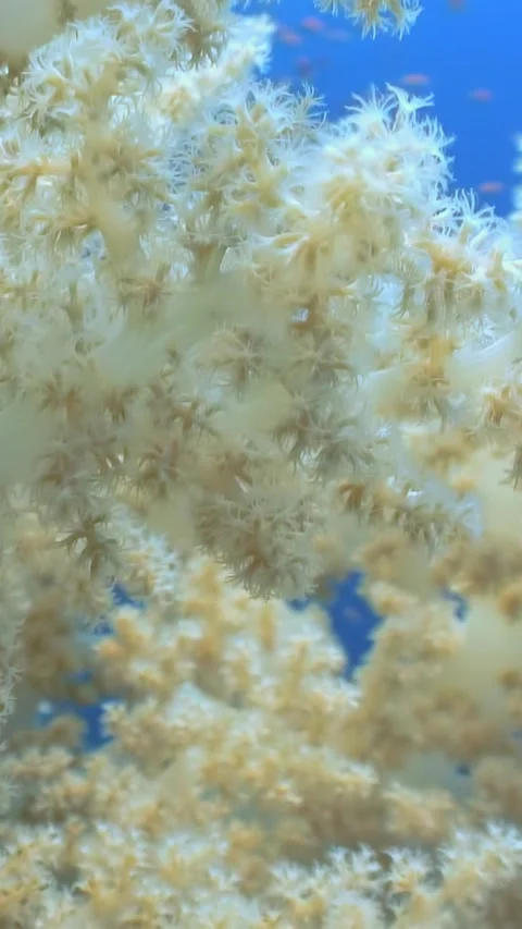 Exploring the intricate branches of soft corals in the Red Sea's depths Stock Footage 289403041