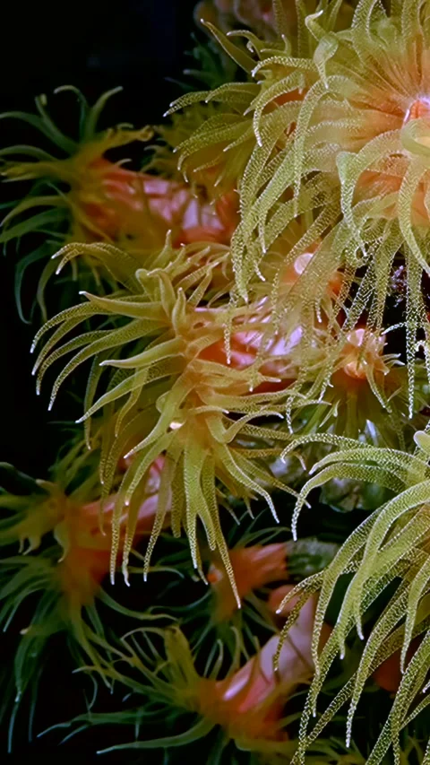 Exploring the intricate dance of sea anemone tentacles in a coral wonderland Video stock 320385186