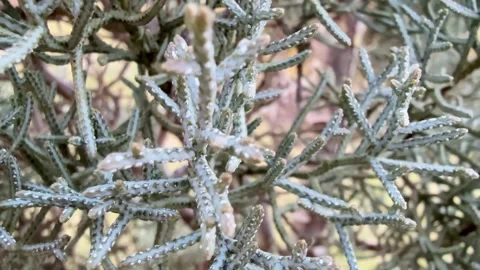 Exploring the Intricate Detail of Foliage Featuring a Diversity of Unique Stock Footage 304840903