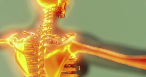 Exploring the intricate details of the human skeleton anatomy and structure Video stock 314258937