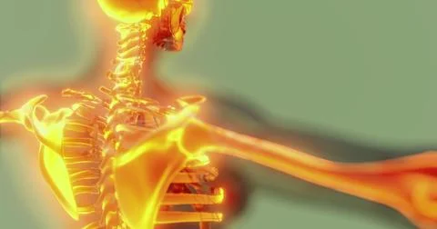 Exploring the intricate details of the human skeleton anatomy and structure Stock Illustration