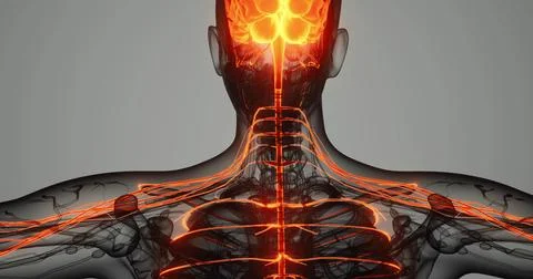 Exploring the intricate pathways of the human nervous system for education Stock Illustration