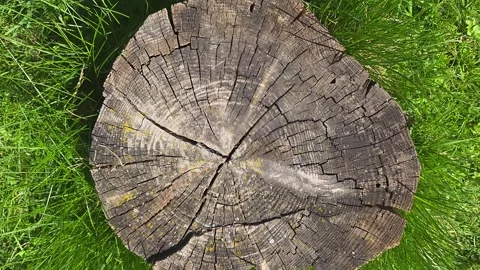 Exploring the Intricate Patterns and Textures of a Tree Stump Revealing Nat.. Vídeo Stock 333418063