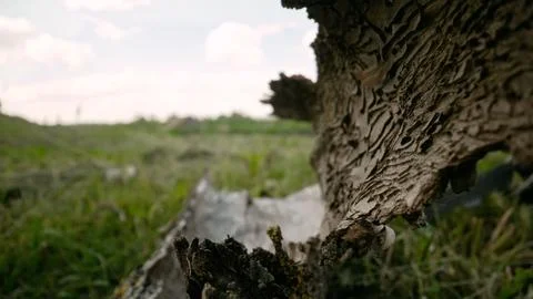 Exploring the intricate patterns of a decaying tree trunk 스톡 사진