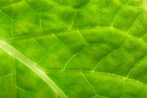 Exploring the intricate patterns of a green leaf in natural light Stock Photos