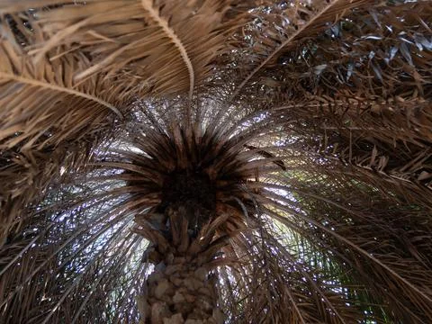 Exploring the intricate patterns of palm trees desert oasis nature abstract.. Foto stock