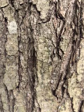 Exploring the intricate patterns of tree bark in a tranquil forest Stock Photos
