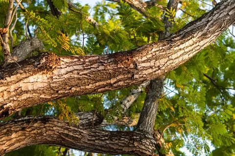 Exploring intricate patterns of tree branches in nature's lush canopy 写真素材