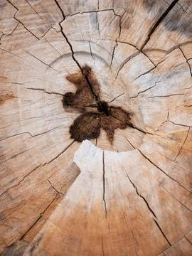 Exploring the intricate patterns of tree rings forest floor nature detail 写真素材