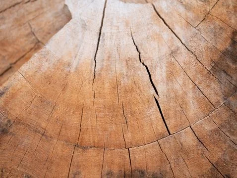 Exploring the intricate patterns of tree rings nature photography forest 스톡 사진