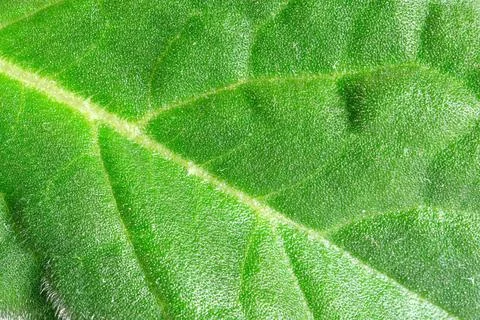 Exploring the intricate patterns of vibrant green leaves in nature 스톡 사진