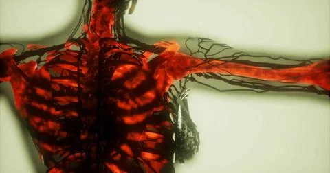 Exploring the intricate structure of human bones and vascular system Stock Illustration