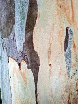 Exploring the intricate texture of aged eucalyptus bark in a natural settin.. Foto stock