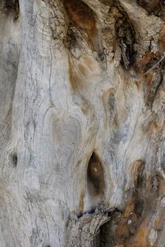 Exploring the intricate texture and patterns of ancient wood in a serene na.. 写真素材