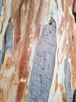 Exploring the intricate texture of old eucalyptus bark with rich colors and.. Stock Photos