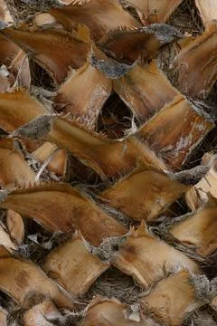 Exploring the intricate textures and patterns of a pine cone in detailed cl.. 스톡 사진
