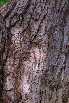 Exploring the intricate textures and patterns of a tree trunk under soft da.. Stock Photos