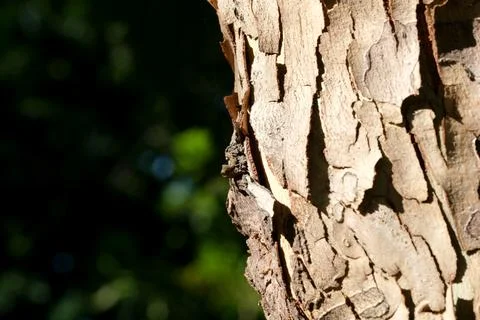 Exploring the intricate textures of tree bark in the forest Stock Photos