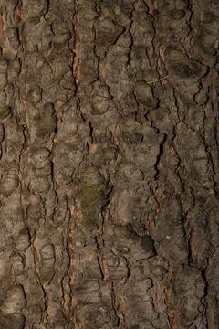 Exploring the intricate textures of tree bark in a tranquil forest setting Stock Photos