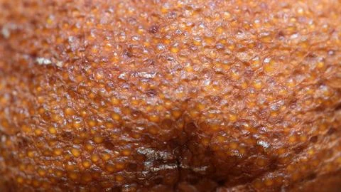 Exploring the intricate textures of a unique natural surface close-up Stock Photos