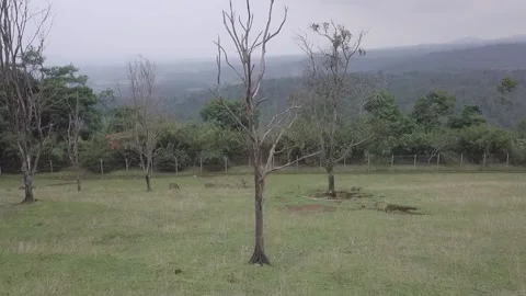 Exploring Java's Untouched Pine Forest and Majestic Mountains: Drone Video stock 237789785