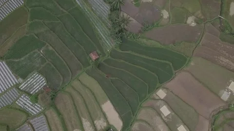 Exploring Java's Untouched Pine Forest and Majestic Mountains: Drone Video stock 237791439