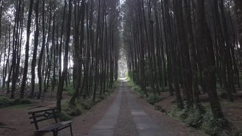 Exploring Java's Untouched Pine Forest and Majestic Mountains: Drone Video stock 237793741