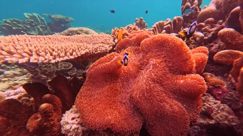 Exploring Karimunjawa's Underwater Ecosystem Stock Footage 310928396