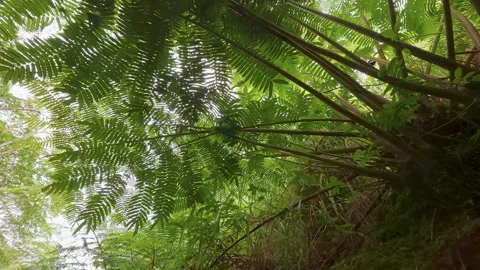 Exploring Kauai by river tube Stock Footage 345278823