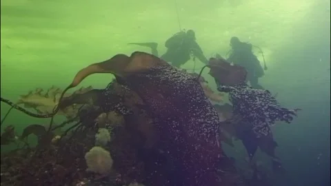 Exploring kelp forests and arctic marine life of the white sea 库存影片 316997755