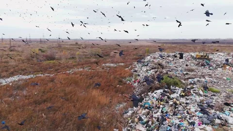 Exploring a landfill teeming with birds in a desolate landscape Stock Footage 292059213