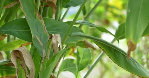 Exploring leafy green plants in a lush garden nature vibrant colors Stock Footage 337785031
