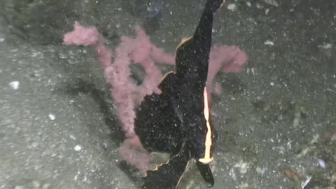 Exploring Leafy Seadragon Habitat, Sponge Gardens in Southern Australia Video stock 321017622