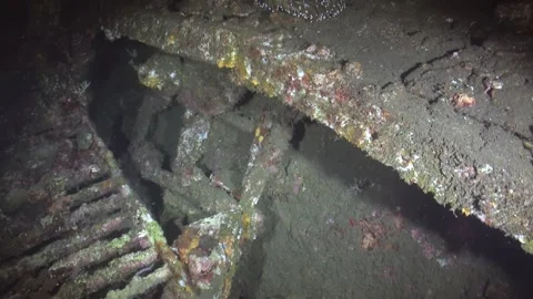 Exploring Liberty Wreck After Dark Reveals Anemones And Fish Stock Footage 321420466