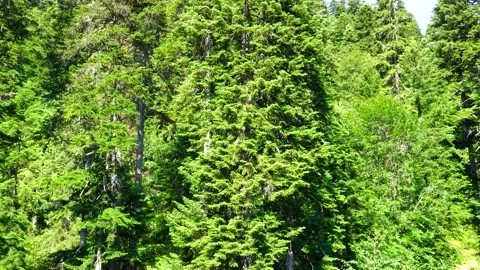 Exploring lush evergreen forests during a sunny summer day in nature Stock Footage 284672108